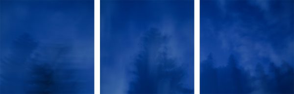 The sky, the trees I