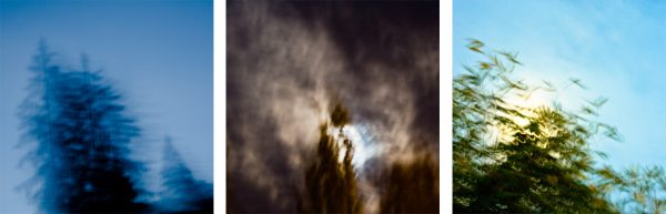 The sky the trees II