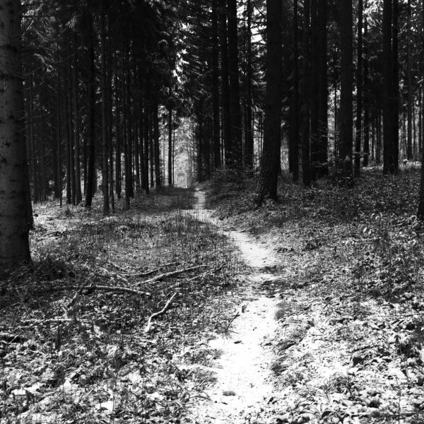 Traces in the snow 11