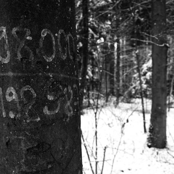 Traces in the snow 12